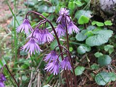 Soldanella carpatica