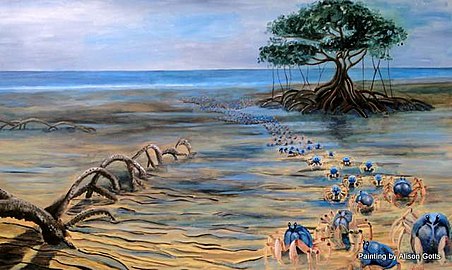 Arta bildo de malgrandaj bluaj soldatkraboj marŝantaj sur mangrova ebeno