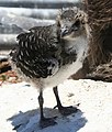 Sooty tern chick