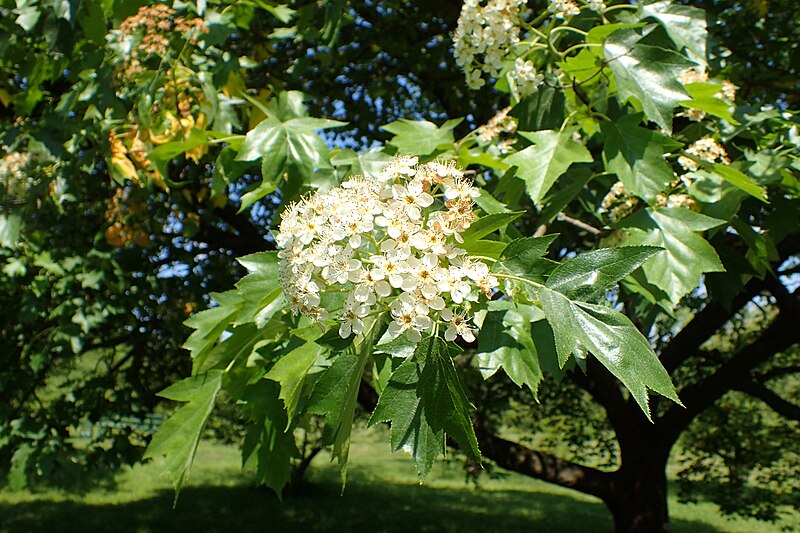 File:Sorbus torminalis kz05.jpg