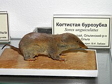 Sorex unguiculatus.jpg