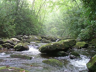 Cherokee National Forest