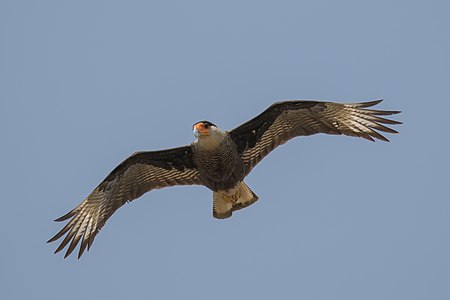 Southern crested caracara (Caracara plancus) in flight