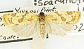 Spargonothis inconditana, det. J. Gates Clarke, -72132, Yavapai Point, Grand Canyon, Arizona, 18 June 1944, Louis Schellbach III 1 (49549284168).jpg
