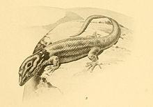 Sphaerodactylus macrolepis 02-Barbour 1921.jpg