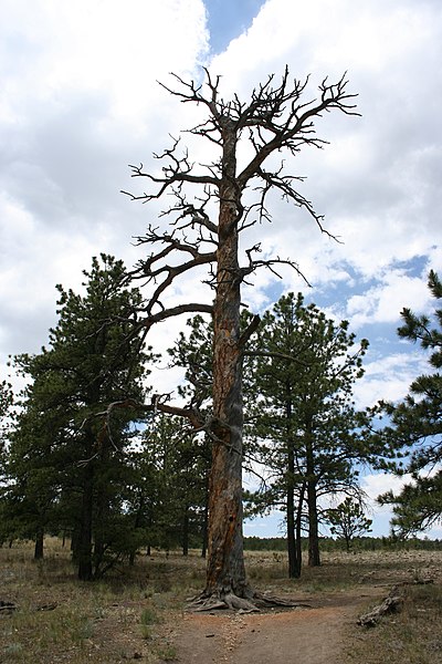 File:Spiny Tree.jpg