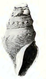 <i>Spirotropis cymothoe</i> Species of gastropod