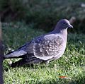 Spot-winged Pigeon (Patagioenas maculosa) (4857051098) (cropped).jpg