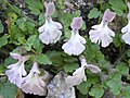 Stachys corsica