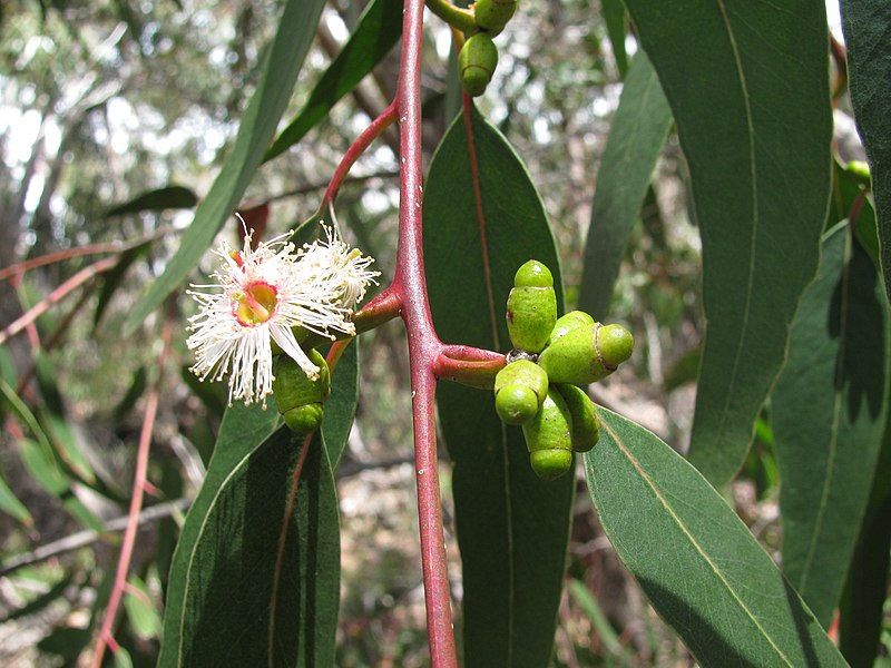 File:Starr-100317-2346-Eucalyptus goniocalyx-flower and buds-Pohakuokala Gulch-Maui (24717125080).jpg