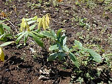 Starr 010425-0043 Derris elliptica.jpg