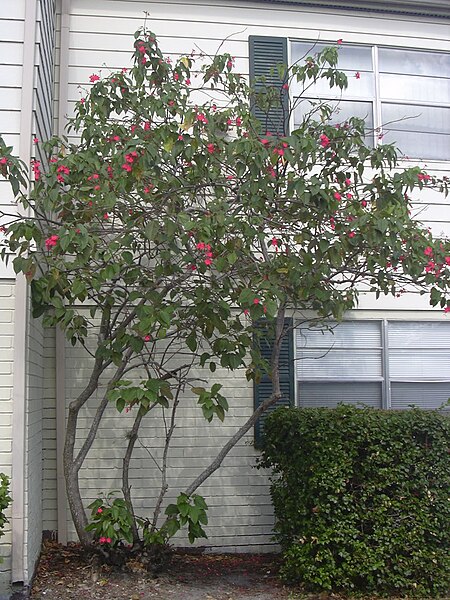 File:Starr 031108-0142 Jatropha integerrima.jpg