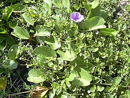 Šliaužiančioji glemžūnė (Boerhavia repens)