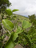 Hình thu nhỏ cho Melicope adscendens