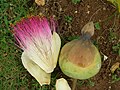 flower, fruit