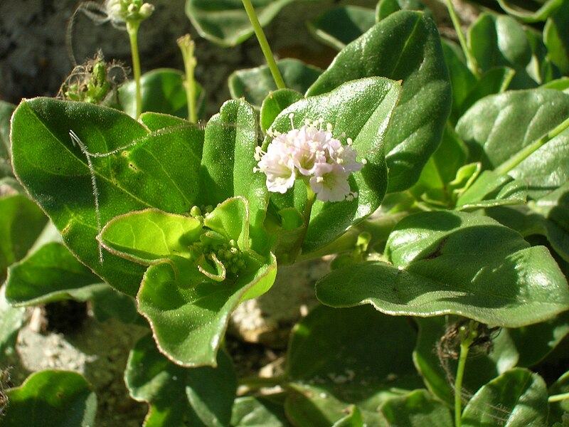 File:Starr 080603-9087 Boerhavia repens.jpg