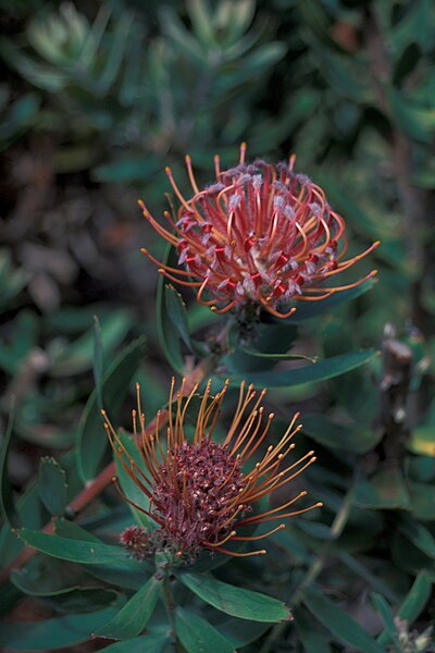 File:Starr 980528-4118 Leucospermum sp..jpg