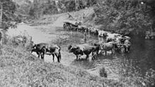 File:StateLibQld_2_392681_Bullock_teams_at_Boefingers_Crossing,_Eumundi,_1917.jpg