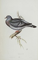 Stok Dove.jpg