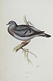 Drawing by John Gould