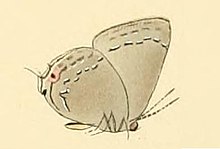Strephonota tephraeus.JPG