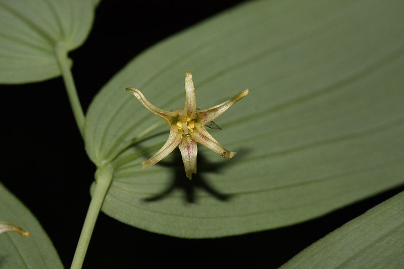 File:Streptopus amplexifolius 1422.JPG