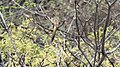 Striped Cuckoo (Tapera naevia) (5783803220).jpg