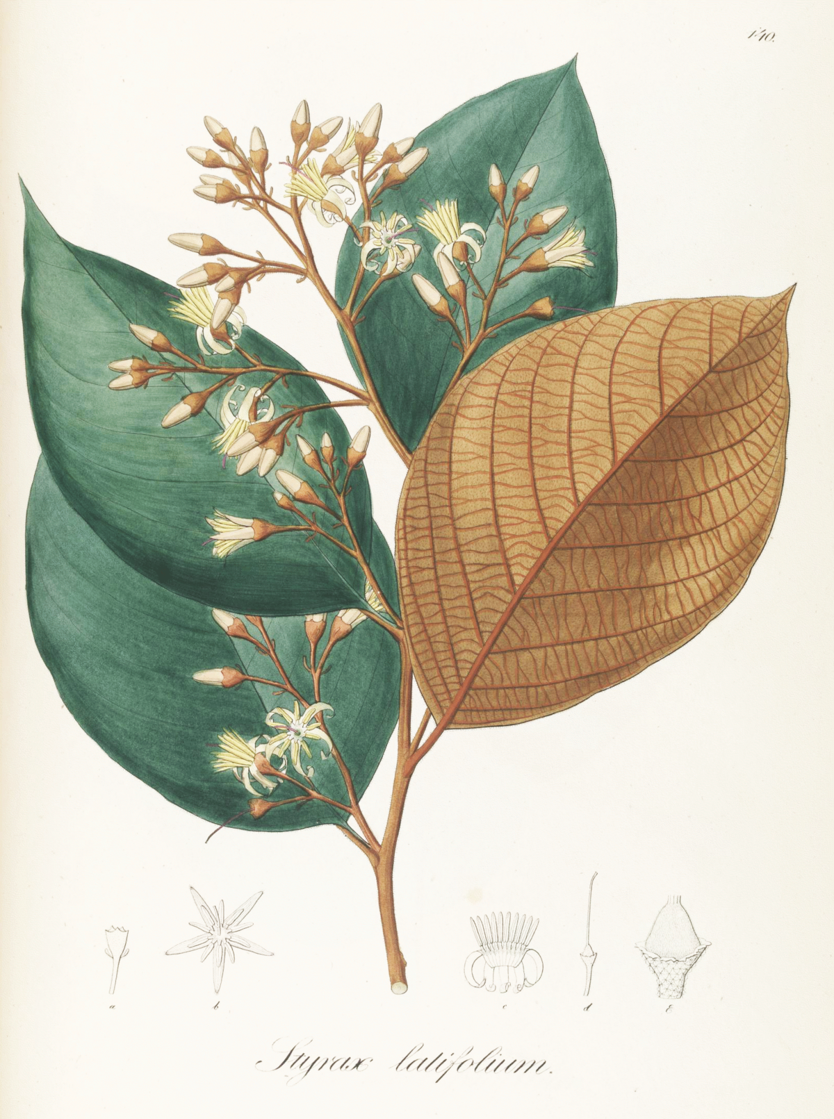 1200px-Styrax_latifolium_Pohl140.png