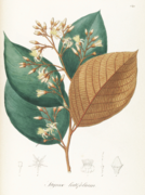 Styrax latifolius