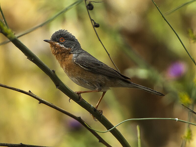 File:Subalpine Warbler - Monfrague - Spain 2669 (19110069408).jpg