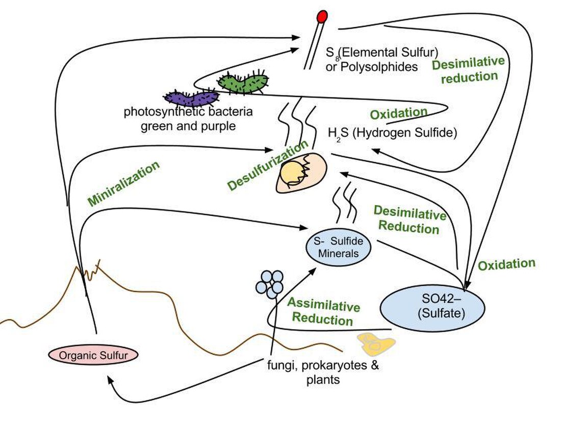 Sulfur cycle