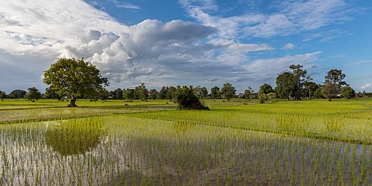 Sunny green paddy fields with water reflection