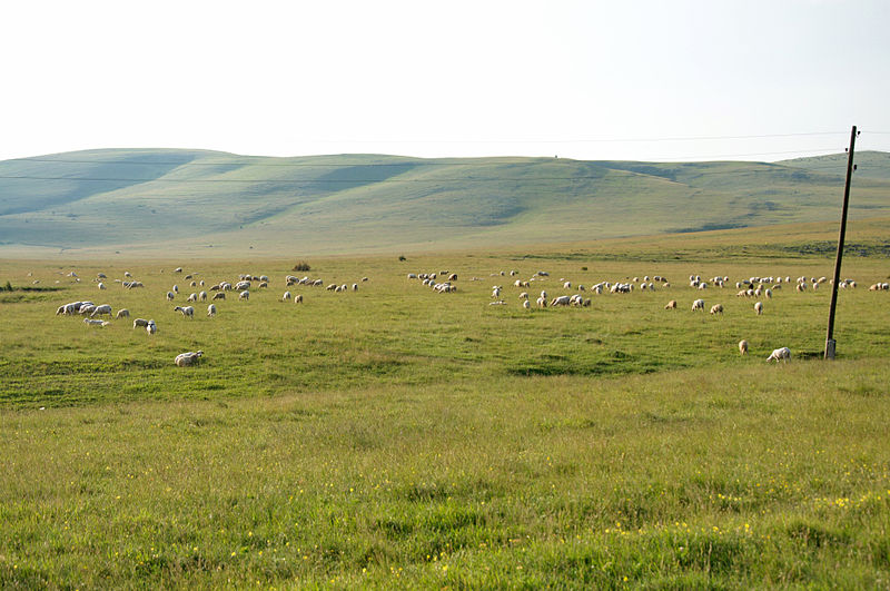 File:Sunset at a floral meadows with flocks of sheep at the Pester Plateau in Serbia.jpg