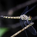 Super sight - dragonflies.jpg
