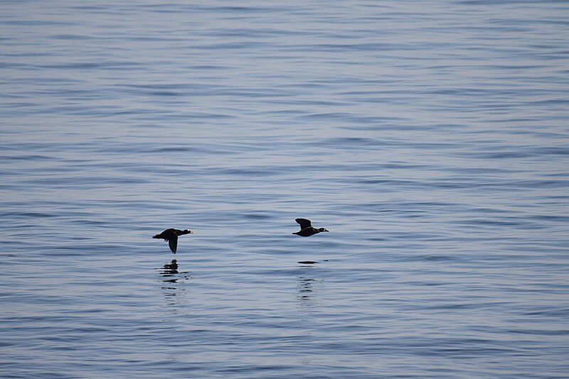 File:Surf scoter cape may 2.2.19 DSC 0296.jpg