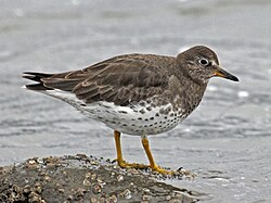 Surfbird RWD5.jpg