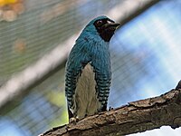 Tanager, Swallow Tersina viridis