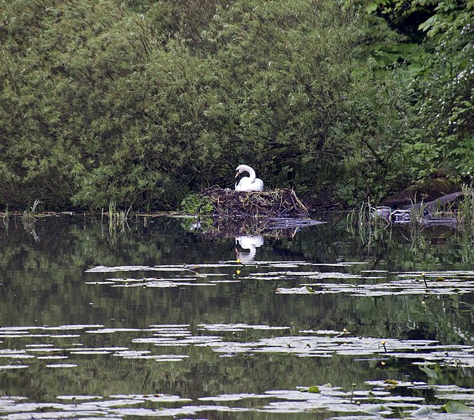 File:Swan nest (3528037809).jpg