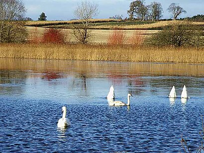 How to get to Hirsel Lake with public transport- About the place