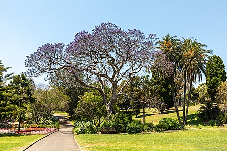 Royal Botanic Gardens, Sydney, New South Wales, Australia