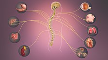 Sympathetic nervous system - Information transmits through it affecting various organs. Sympathetic Nervous System.jpg