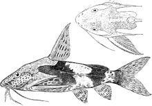 Synodontis batesii.jpg