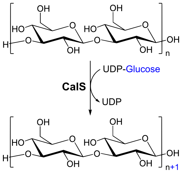 File:Synthesis of callose.svg