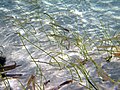 Thumbnail for File:Syringodium filiforme (manatee grass) (southeastern Graham's Harbour, San Salvador Island, Bahamas) 4 (16021922186).jpg