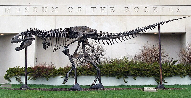 File:T-Rex skeleton "Big Mike" at Museum of the Rockies.jpg