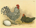 Java-Huhn. Java fowls.