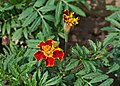 * Nomination Tagetes patula. --JDP90 07:38, 13 January 2013 (UTC) * Promotion Good quality. --Poco a poco 11:27, 13 January 2013 (UTC)