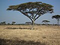 Tanzania 3498 Nevit.jpg