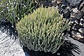 Euphorbia proballyana