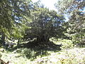 Old Taxus baccata called 'Tejo de Barondillo', located in the Guadarrama mountain range, central Spain.